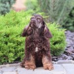 Endless-Love-female-American-Cocker-puppy-for-sale- (2)