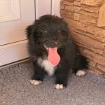 Etiona-female-aussiedoodle-puppy-for-sale02