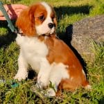 George-male-Cavalier-King-Charles-Spaniel-puppy-for-sale-5