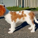 Ginger-female-Cavalier-King-Charles-Spaniel-puppy-for-sale-4