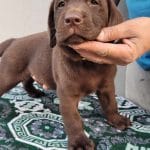 Gino-male-labrador-retriever-puppy-for-sale02