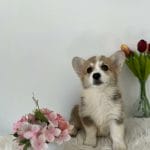 Hollie-female-welsh-corgi-puppy-for-sale02