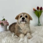 Hugo-male-welsh-corgi-puppy-for-sale01