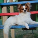 Imbiry-male-Papillon-puppy-for-sale-1