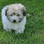 Josie-female-coton-de-tulear-puppy-for-sale01
