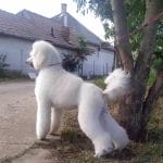 Kimbo-male-standard-poodle-puppy-for-sale01