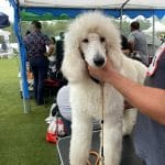Kimbo-male-standard-poodle-puppy-for-sale03