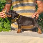 Kisha-female-dobermann-puppy-for-sale01
