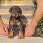 Kisha-female-dobermann-puppy-for-sale02