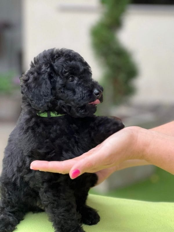 Knox Miniature Poodle