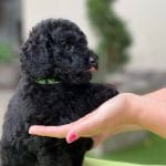 Knox-male-miniature-podlee-puppy-for-sale02