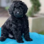 Knox-male-miniature-podlee-puppy-for-sale03