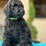 Knox-male-miniature-podlee-puppy-for-sale05