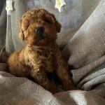 Lucas-male-Toy-Poodle-puppy-for-sale-3