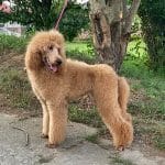 Maya-female-standard-poodle-puppy-for-sale01