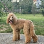 Maya-female-standard-poodle-puppy-for-sale02