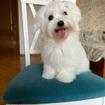 Melani-female-Maltese-puppy-for-sale-1