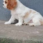 Mercury-male-cavalier-king-charles-spaniel-puppy-for-sale01