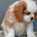 Merlin-male-cavalier-king-charles-spaniel-puppy-for-sale04