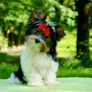 Mila Biewer Yorkshire Terrier