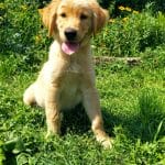 Milo-male-golden-retriever-puppy-for-sale-1