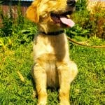Milo-male-golden-retriever-puppy-for-sale-2