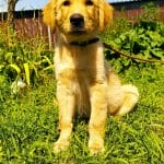 Milo-male-golden-retriever-puppy-for-sale-3
