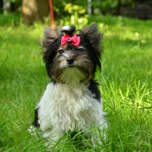 Molly Biewer Yorkshire Terrier