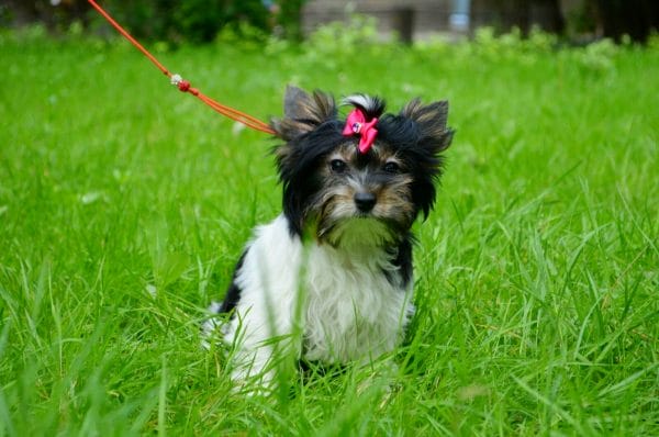 Molly Biewer Yorkshire Terrier