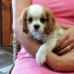 Moritz-male-cavalier-king-charles-spaniel-puppy-for-sale02