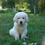 Mr-White-male-golden-retriever-puppy-for-sale01