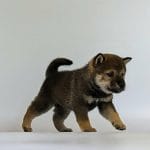 Ramsi-male-Shiba-Inu-puppy-for-sale-1
