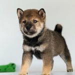 Ramsi-male-Shiba-Inu-puppy-for-sale-2