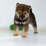 Ramsi-male-Shiba-Inu-puppy-for-sale-3