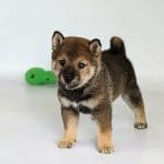 Ramsi-male-Shiba-Inu-puppy-for-sale-4