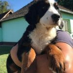 Reka-female-bernese-mountain-dog-puppy-for-sale01