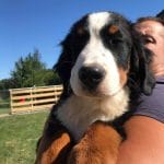 Reka-female-bernese-mountain-dog-puppy-for-sale02