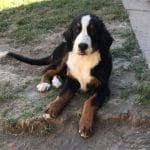 Reka-female-bernese-mountain-dog-puppy-for-sale03