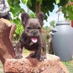 Ricardo-male-french-bulldog-puppy-for-sale02