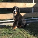 Robin-male-bernese-mountain-dog-puppy-for-sale01