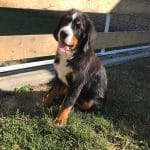 Robin-male-bernese-mountain-dog-puppy-for-sale02