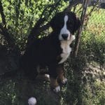 Rosalie-female-bernese-mountain-dog-puppy-for-sale01