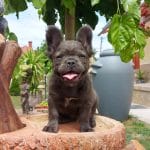 Roxy-female-french-bulldog-puppy-for-sale02