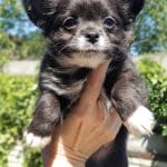 Rufus-male-Chihuahua-puppy-for sale-3