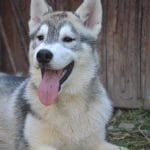 Ryder-male-Siberian-Husky-puppy-for-sale-1