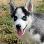 Samuel-male-Siberian-Husky-puppy-for-sale-1