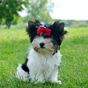Sarra Biewer Yorkshire Terrier