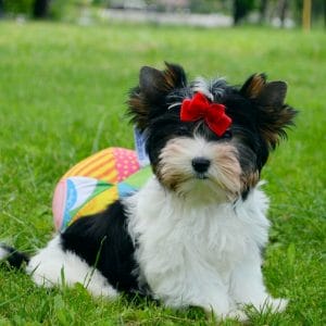 Sarra Biewer Yorkshire Terrier