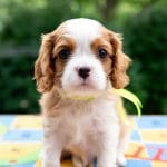 Sawyer-male-Cavalier-King-Charles-Spaniel-puppy-for-sale-3