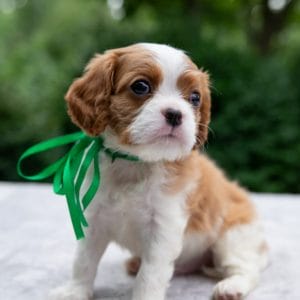 Scooby Cavalier King Charles Spaniel